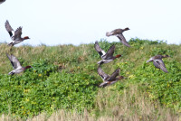 Thornham Old Harbour